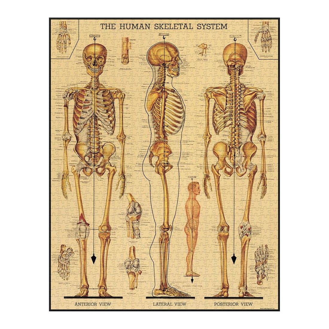 Skeletal System - 1000 brikker