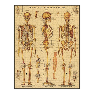 Skeletal System - 1000 brikker